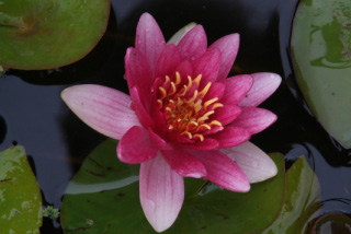 Nymphaea 'Firecrest'Waterlelie bestellen